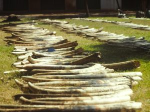 Elephant tusks for sale in Khartoum Zoo